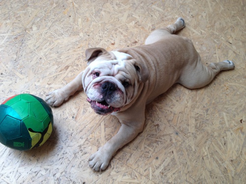 Anglick� buldok s PP ke kryt�