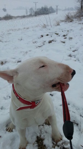 Nab�z�m bul�ka ke kryti