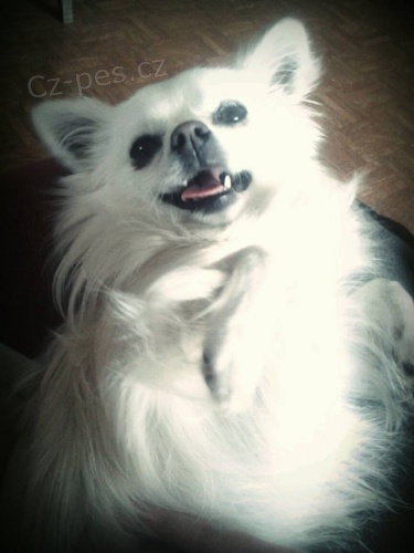 �ivava bez PP-kryt�