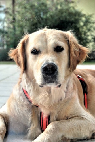 Daruji 7 letou retr�v�ici