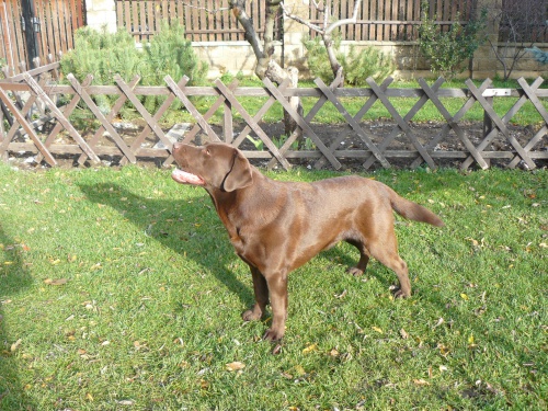 Nab�z�m kryt� labradorsk�m retrieverem