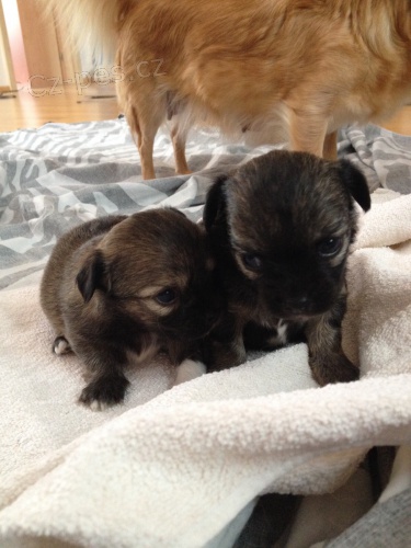 �ivava dlouhosrst� s PP - fenka