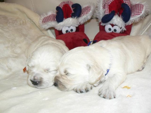 Zlat� retr�vr - �t��ata s PP