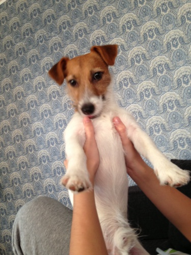 Nab�z�m psa ke kryt�