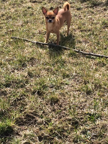 Kr�tkosrst� �ivava s PP ke kryt�