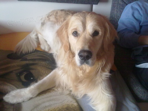 Nabiz�m ke kryt� zlat�ho retrievra