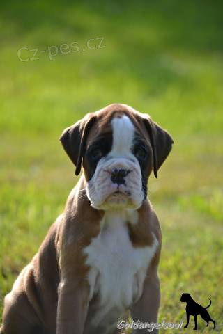 �t���tka n�meck�ho boxera