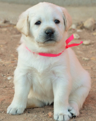 Labrador smetanov� a �ern� �t���tka s PP