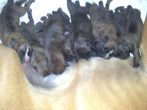 N�meck� boxer �t�nata