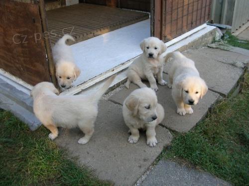 �t���tka Zlat� retr�vr s PP - posledn� dva pejsci 