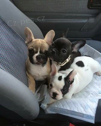 AKC geregistreerd Franse buldok �t��ata