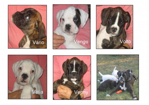 BOXER-�t���tka s PP, 3 pejsky a fenku prod�me