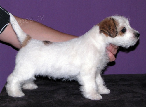 Roztomil� �t�n� Jack Russell teri�ra s PP k odb�ru