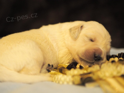 Zlat� retr�vr (Golden retriever) �t���tka s PP