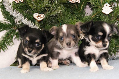 �ivava dlouhosrst�