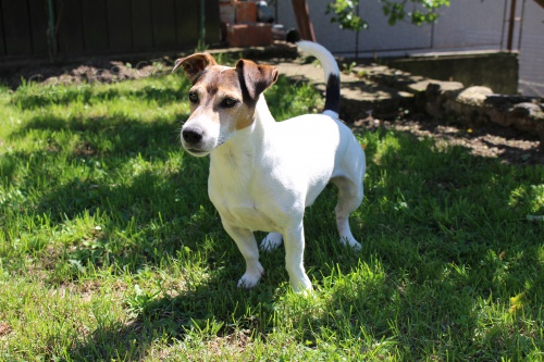 Jack russell na kryt� 