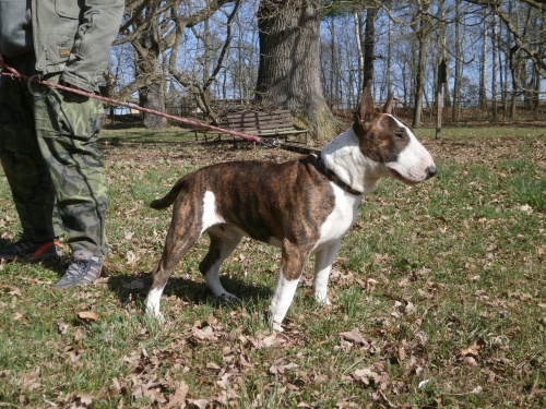Anglick� bulteri�r