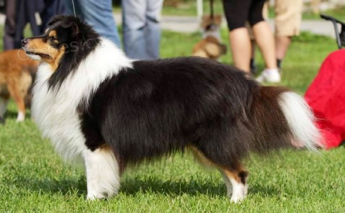 Sheltie s PP