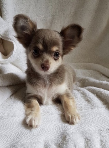 �ivava na prodej bez PP