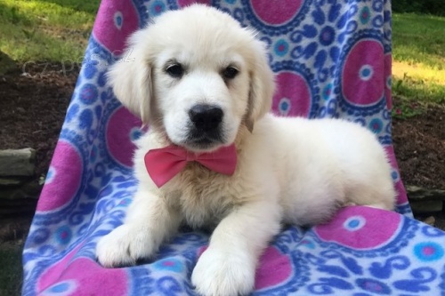 Zlat� retr�vr na prodej s PP