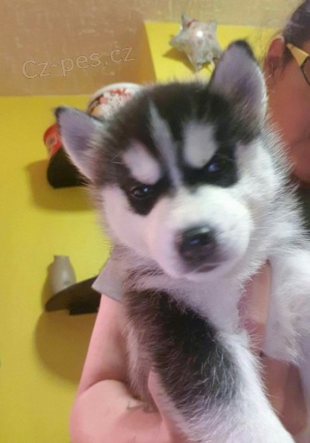 Siberian husky s pp na prodej