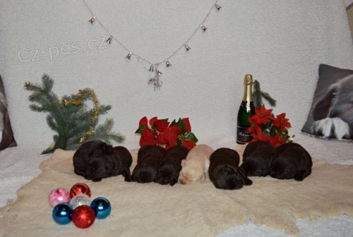 �okol�dov� �t���tka Labradorsk�ho retrievera