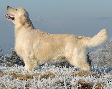 Zlat� retr�vr - golden retriever s PP �t��ata