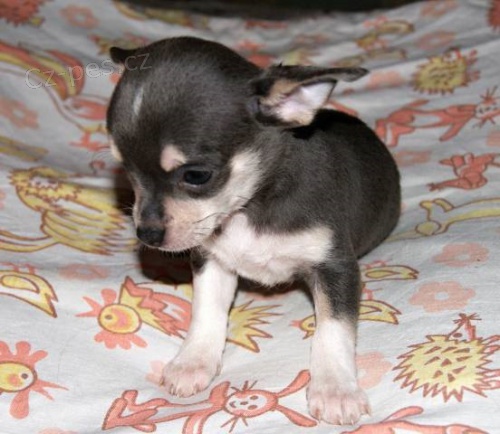 �ivava kr�tkosrst�