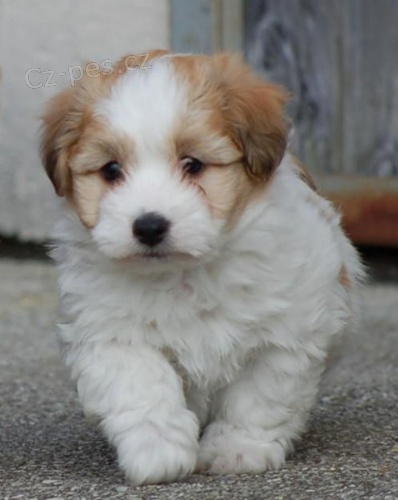 tata Coton de tulear