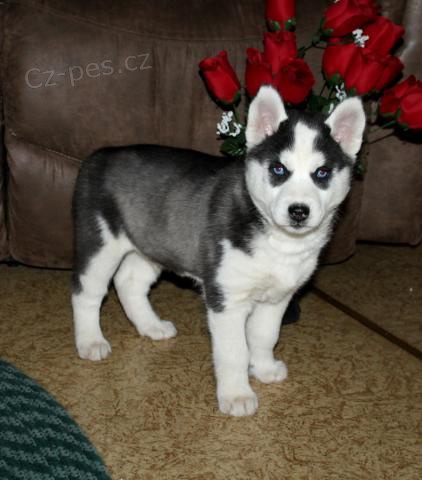  Majest�tn� sibi��t� Husky �t��ata