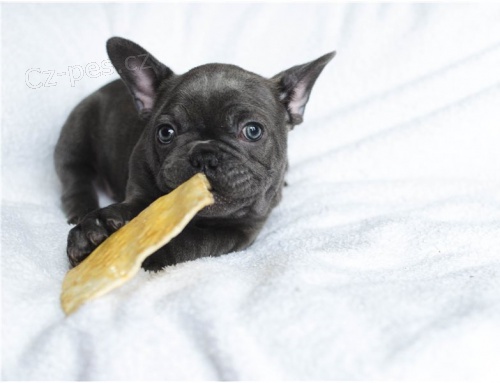 Roztomil� Francouzsk� buldo�ek �t��ata