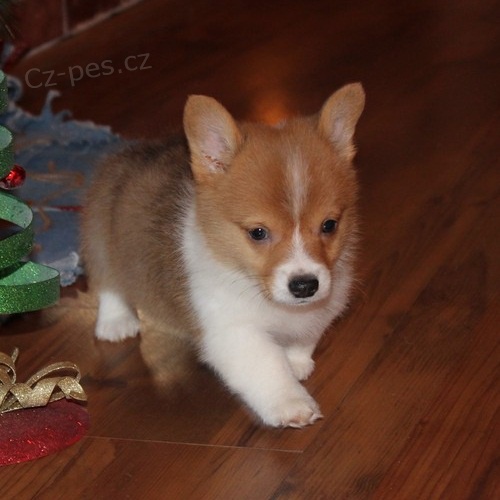 Pembroke Welsh Corgi sladk� mal� �t���tko p�ipraven pro nov� domov
