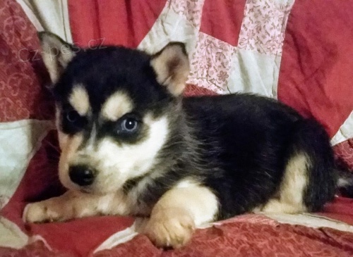 sibi�sk� husky �t��ata