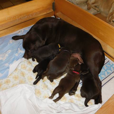 �t��ata Labradora s PP