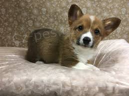 �t��ata Pembroke Welsh Corgi.