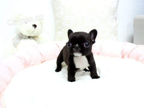 Francouzsk� �t���tka buldo�ek