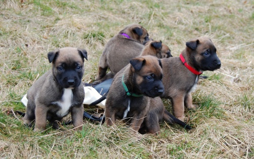 Belgick ovk malinois top spojen