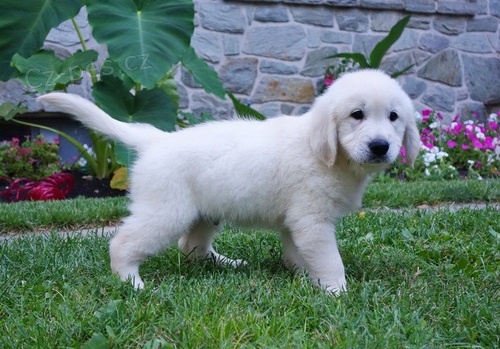 Rozko�n� zlat� retr�v�i na prodej