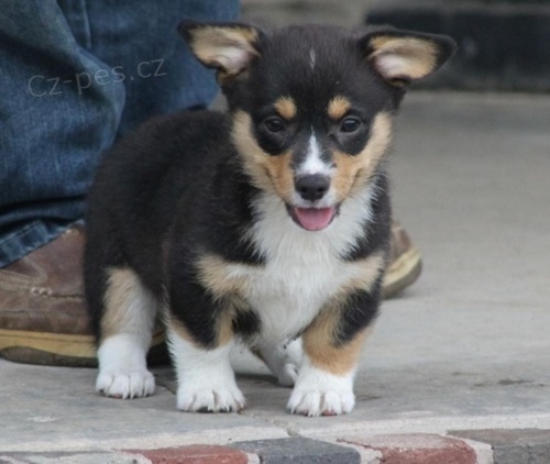 �t��ata Pembroke Welsh Corgi