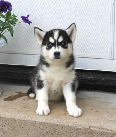 N�dhern� sibi�sk� husky �t��ata