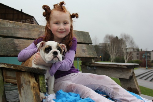 Akc registrovan� anglick� buldo�ek �t��ata