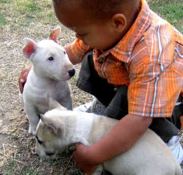 Mini Bulteri�ra Stenata pro prodej 