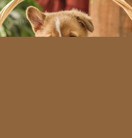 Dob�e tr�novan� Pembroke welsh Corgi �t���tka