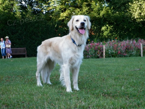 Marley -zlat� retr�vr