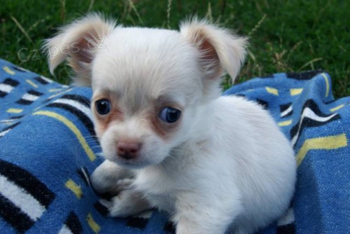 �ivava dlouhosrst�