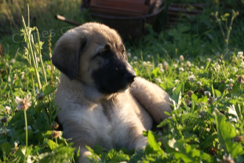 Anatolsk� Pasteveck� Pes prod�m 