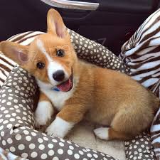 �t���tka Pembroke Welsh Corgi s p p