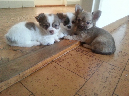 Prod�m �t��ata �ivavy