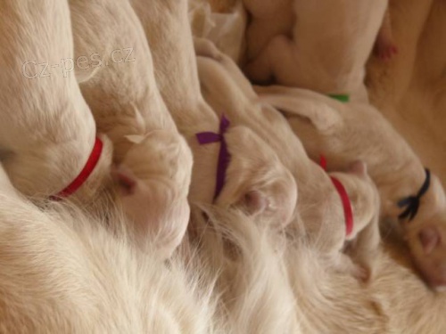 �t��ata Golden Retriever s PP