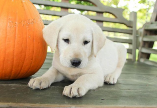 Hrav� �t���tka labradorsk�ch retr�vr�